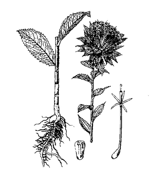 Natural compounds from  Carthamus tinctorius